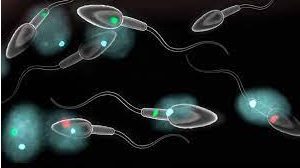 aneuploidie spermatiche