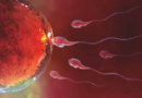 Intervista rilasciata dal Dr. Marco Firmo sulla fertilità maschile