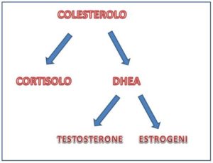 Metabolismo del cortisolo