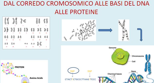 DAL CORREDO CROMOSOMICO ALLE BASI DEL DNA ALLE PROTEINE