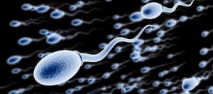 Il liquido seminale e gli spermatozoi